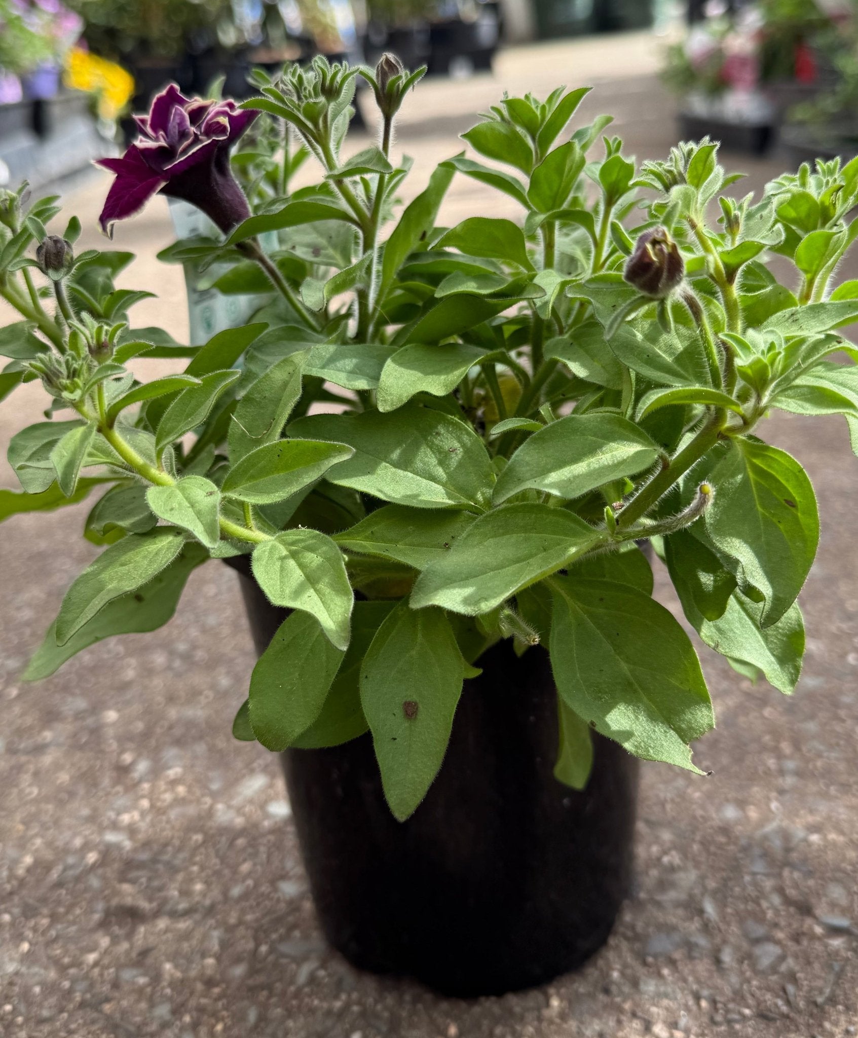 Petunia 'Velvet Champagne' - Ladybird Nursery
