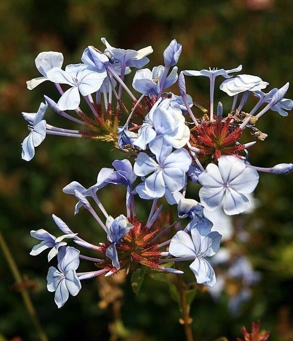 Cape Leadwort Royal (Plumbago auriculata)