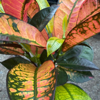 Croton 'Mrs Iceton' - Ladybird Nursery