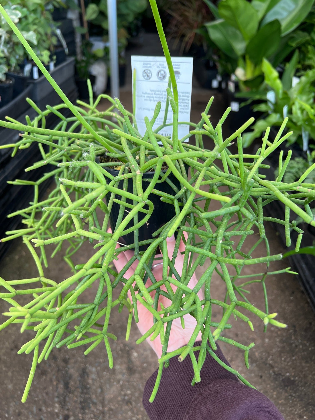 Rhipsalis (Campos-portoana) - Ladybird Nursery