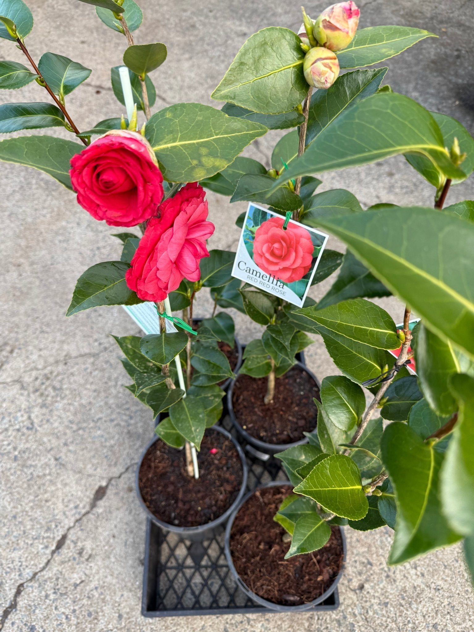 Camellia 'Red Red Rose' - Large - Ladybird Nursery