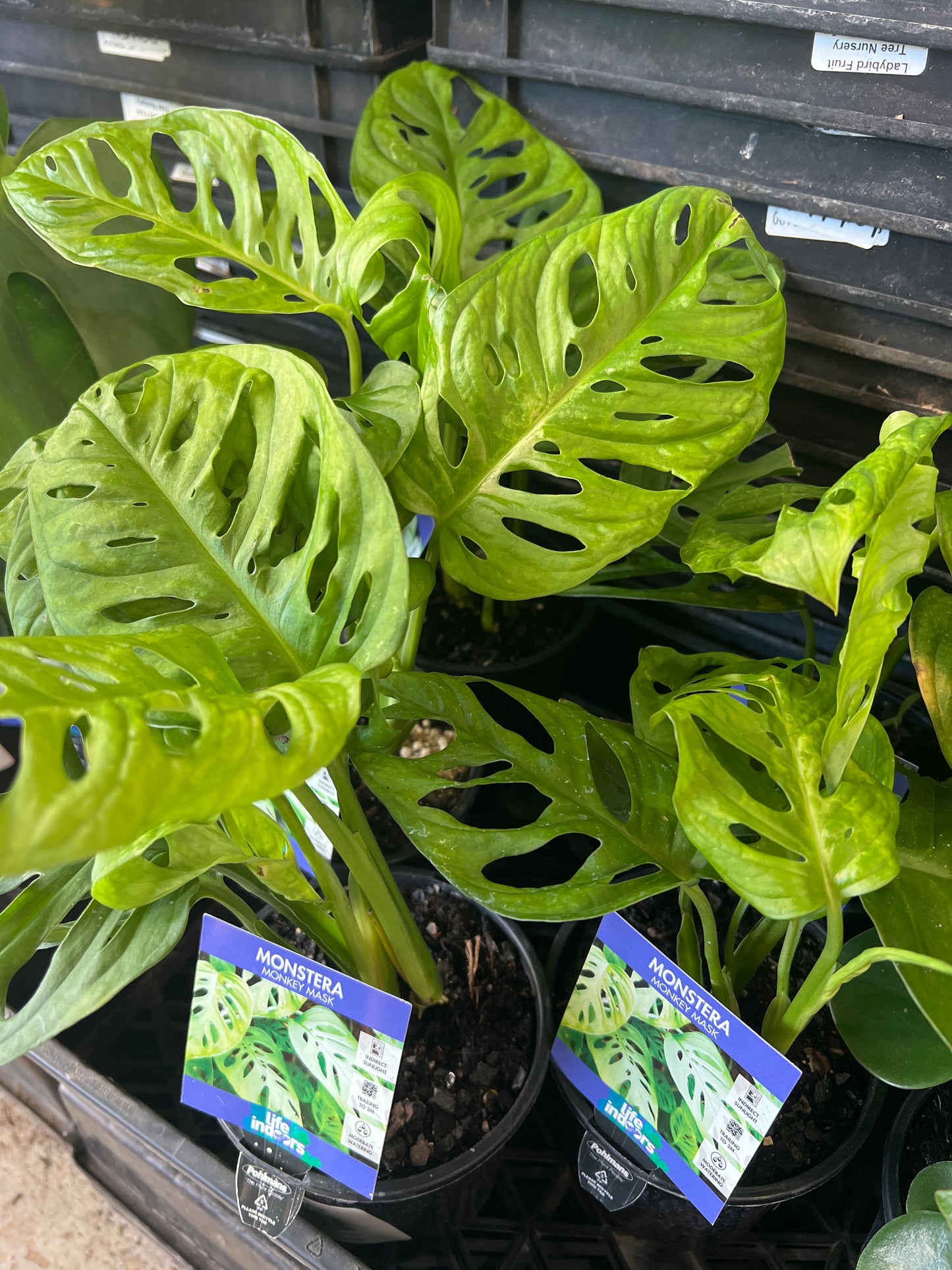 Monkey Mask (Monstera adansonii)