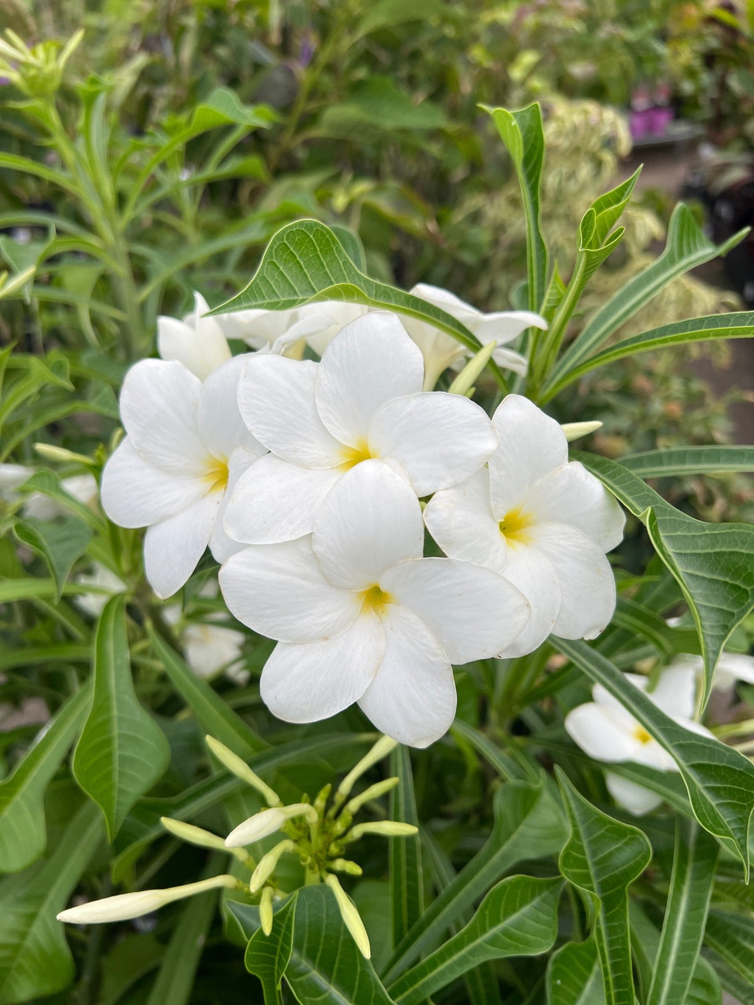 Frangipani Evergreen (Plumeria pudica) 180mm Pot - Ladybird Nursery