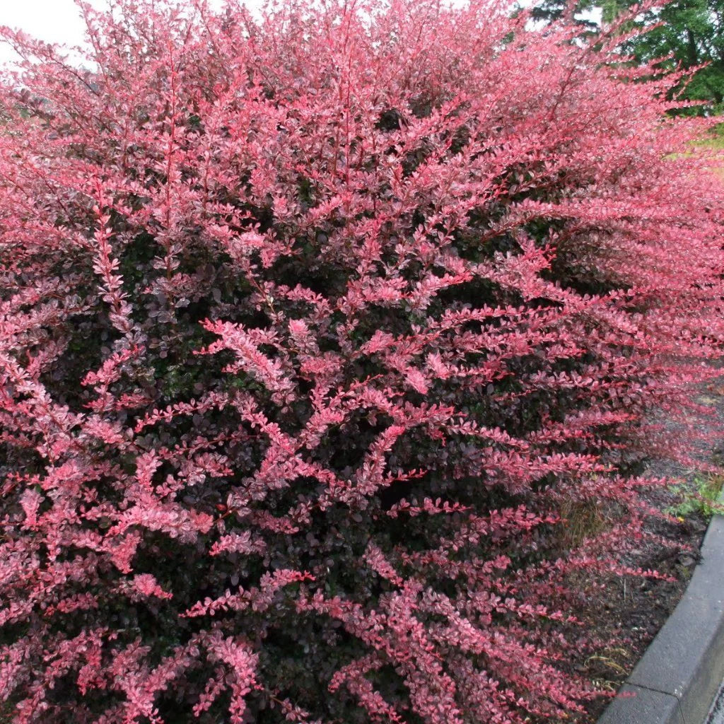 Rosy Glow Japanese Barberry (Berberis thunbergii)