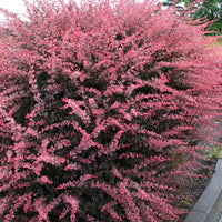 Rosy Glow Japanese Barberry (Berberis thunbergii)