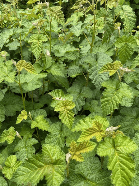 Native Raspberry (Rubus moluccanus) - Ladybird Nursery