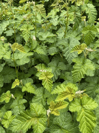 Native Raspberry (Rubus moluccanus) - Ladybird Nursery