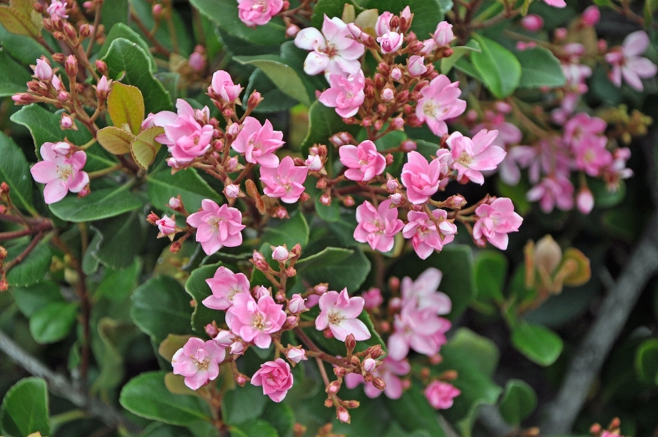 Rhaphiolepis indica Springtime