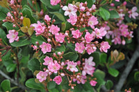 Rhaphiolepis indica Springtime