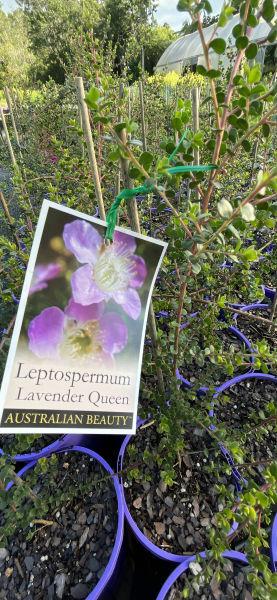Leptospermum Lavender Queen (Leptospermum rotundifolium) - Ladybird Nursery