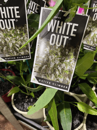 Hardenbergia 'White Out' (Hardenbergia violacea) - Ladybird Nursery