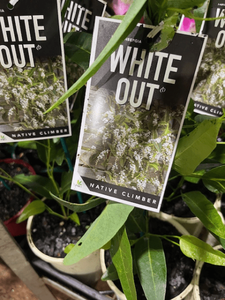 Hardenbergia 'White Out' (Hardenbergia violacea) - Ladybird Nursery