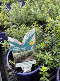 Coastal Rosemary OZBREED AUSSIE BOX® (Westringia hyb.) - Ladybird Nursery