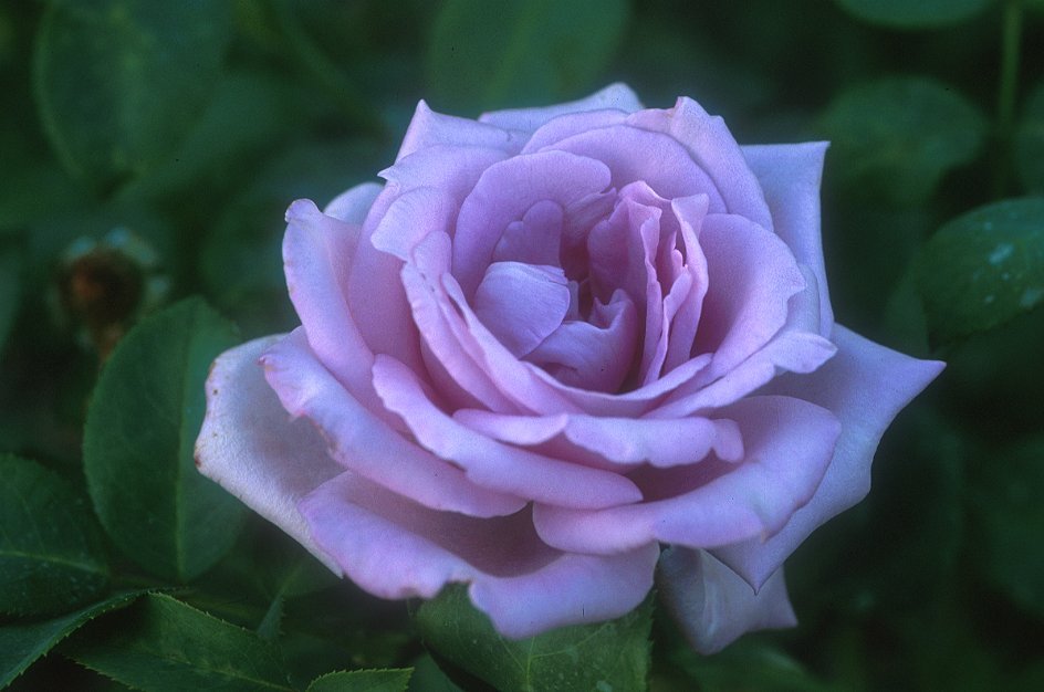 Rose 'Blue Moon' - Ladybird Nursery
