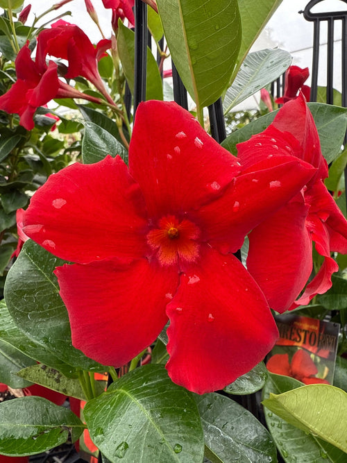 Mandevilla Firestorm - Ladybird Nursery