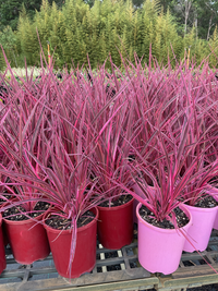 Cordyline 'Electric Pink™' - Ladybird Nursery