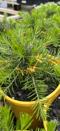 Mountain Geebung (Persoonia chamaepitys)