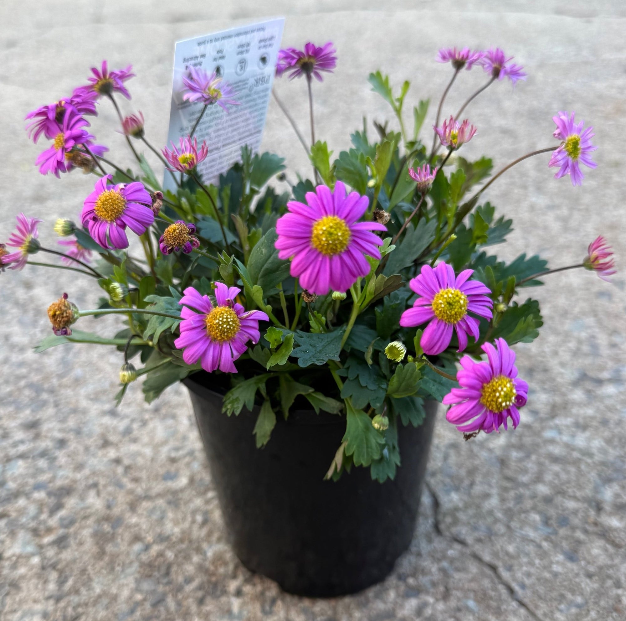 Swan River Daisy 'Pacific Reef' (Brachyscome) - Ladybird Nursery