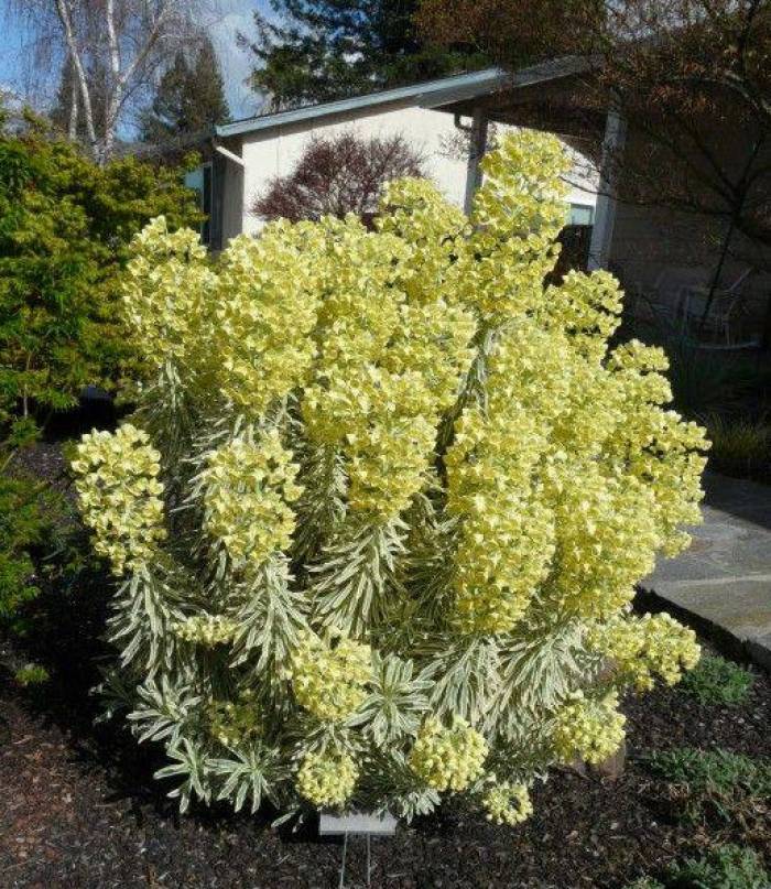 Tasmanian Tiger Spurge (Euphorbia characias) - Ladybird Nursery