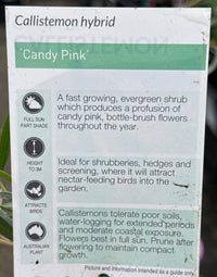 Bottlebrush ‘Candy Pink’ (Callistemon) - Ladybird Nursery