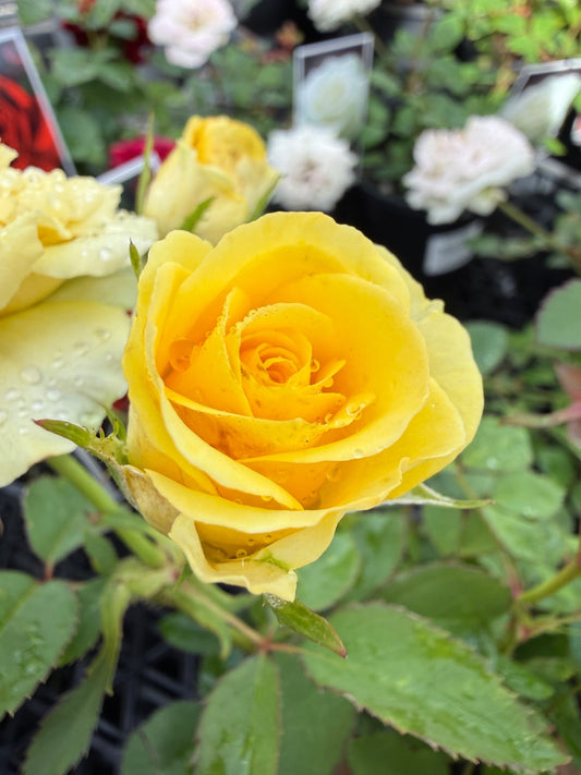 Rose Jewel Miniature Yellow (Rosa) - Ladybird Nursery