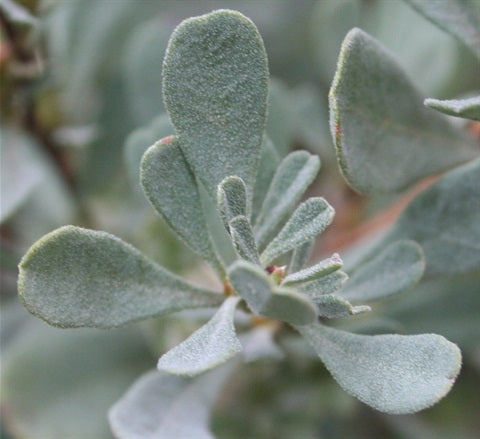 Guinea Flower (Hibbertia obtusifolia)