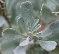 Guinea Flower (Hibbertia obtusifolia)