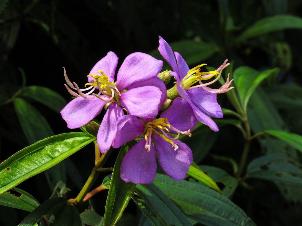 Blue Tongue (Melastoma affine) - Ladybird Nursery