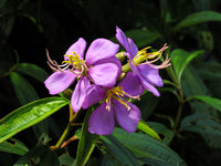 Blue Tongue (Melastoma affine)