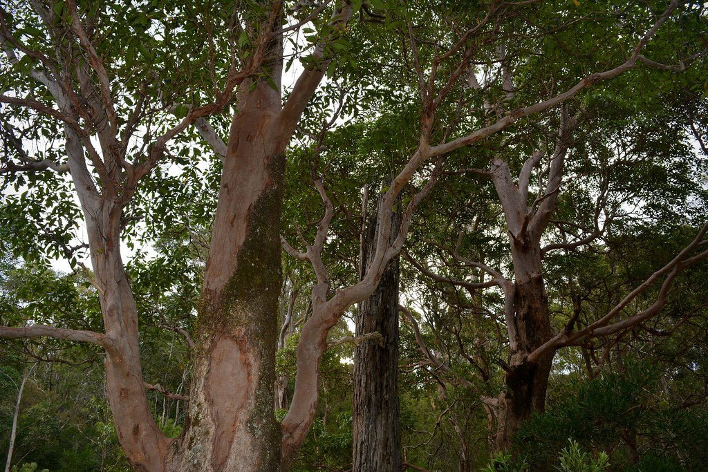 Brush Box (Lophostemon confertus) - Ladybird Nursery
