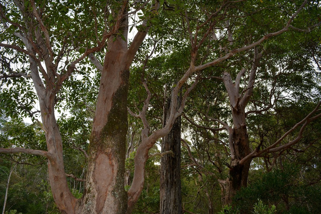 Brush Box (Lophostemon confertus)