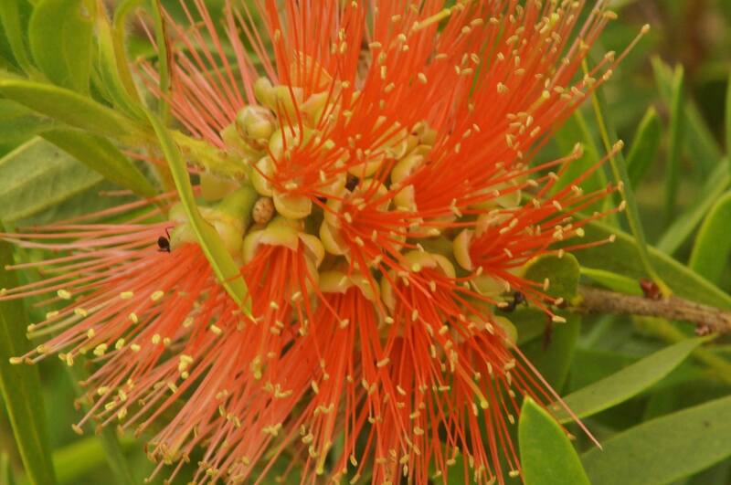 Bottlebrush Tangerine Dream (Callistemon)