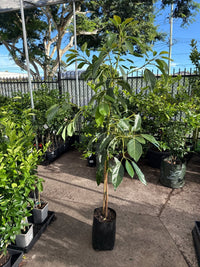 Avocado 'Hass' LARGE SIZE (PICK UP ONLY) - Ladybird Nursery