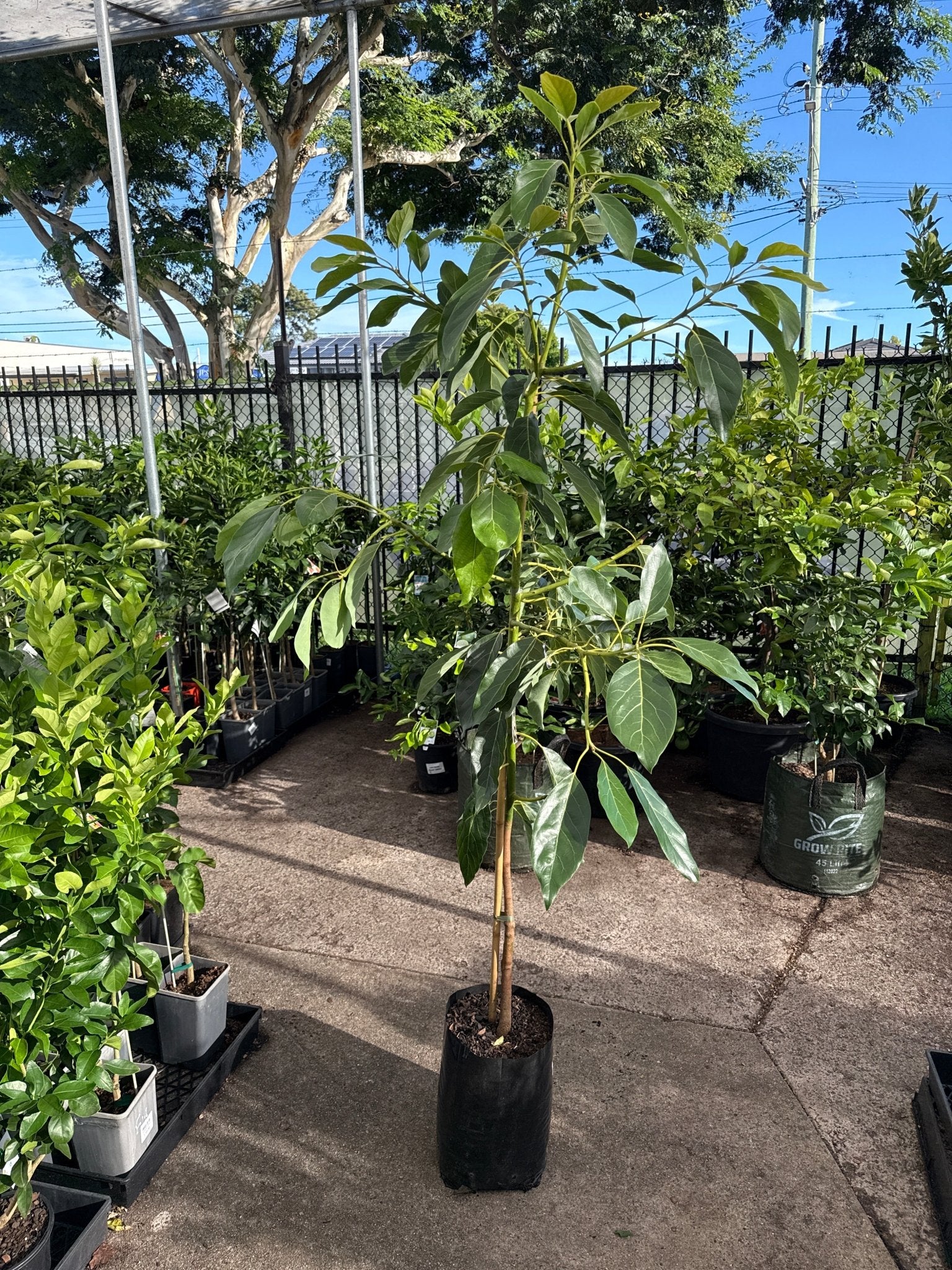 Avocado 'Hass' LARGE SIZE (PICK UP ONLY) - Ladybird Nursery