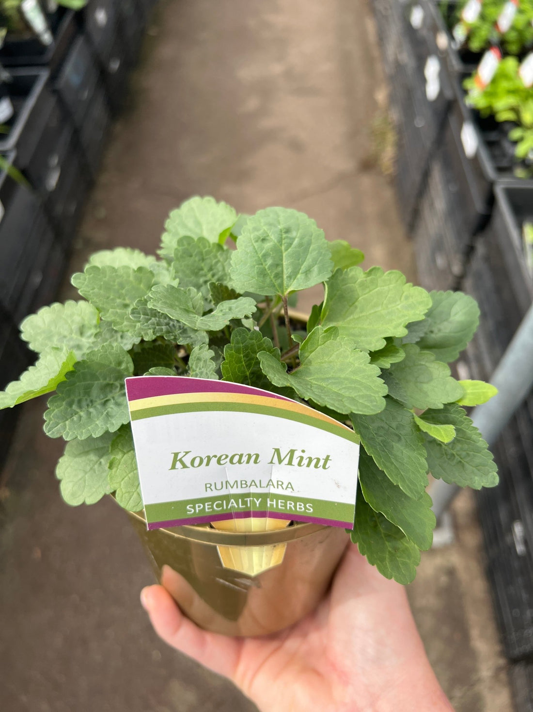 Korean Mint (Agastache rugosa) - Ladybird Nursery