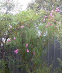 Grevillea 'Panrock Princess' - Ladybird Nursery