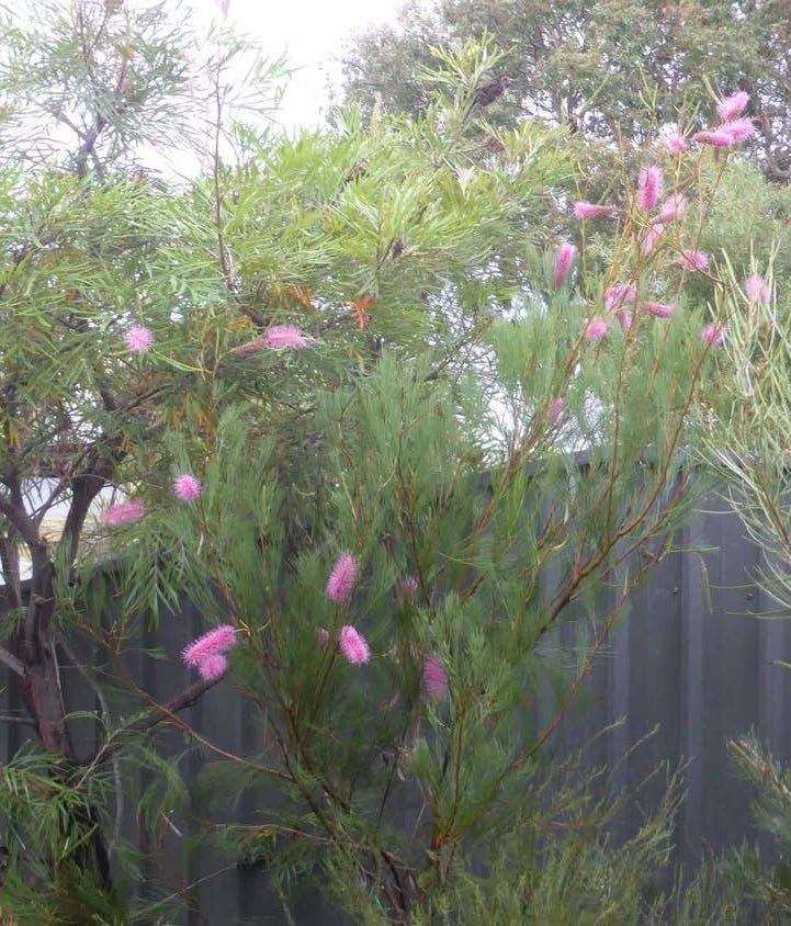 Grevillea 'Panrock Princess' - Ladybird Nursery