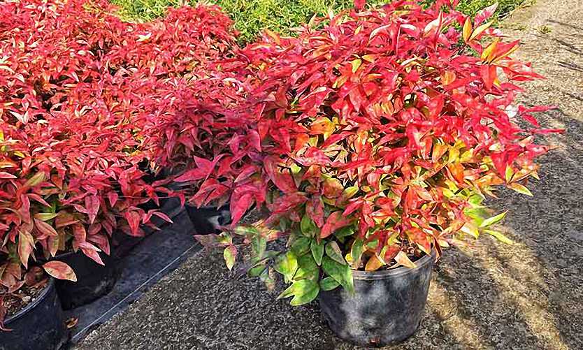 Heavenly Bamboo Firepower (Nandina domestica)