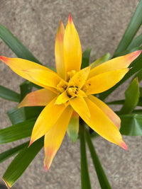 Guzmania spp. Yellow Bromeliad - Ladybird Nursery