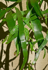 Centipede Plant (Homalocladium platycladum)