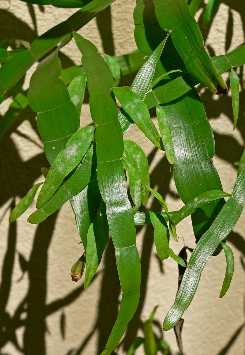 Centipede Plant (Homalocladium platycladum)