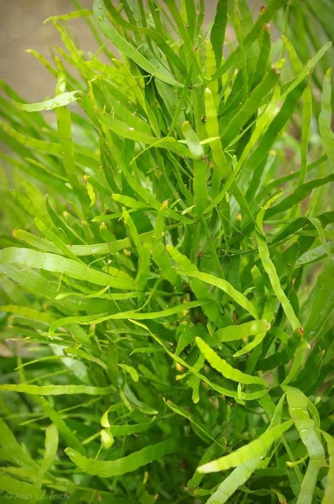 Centipede Plant (Homalocladium platycladum) - Ladybird Nursery