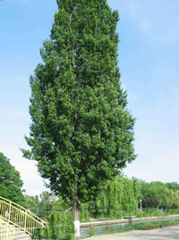 Simon's Poplar fastigiata Simons (Populus simonii)