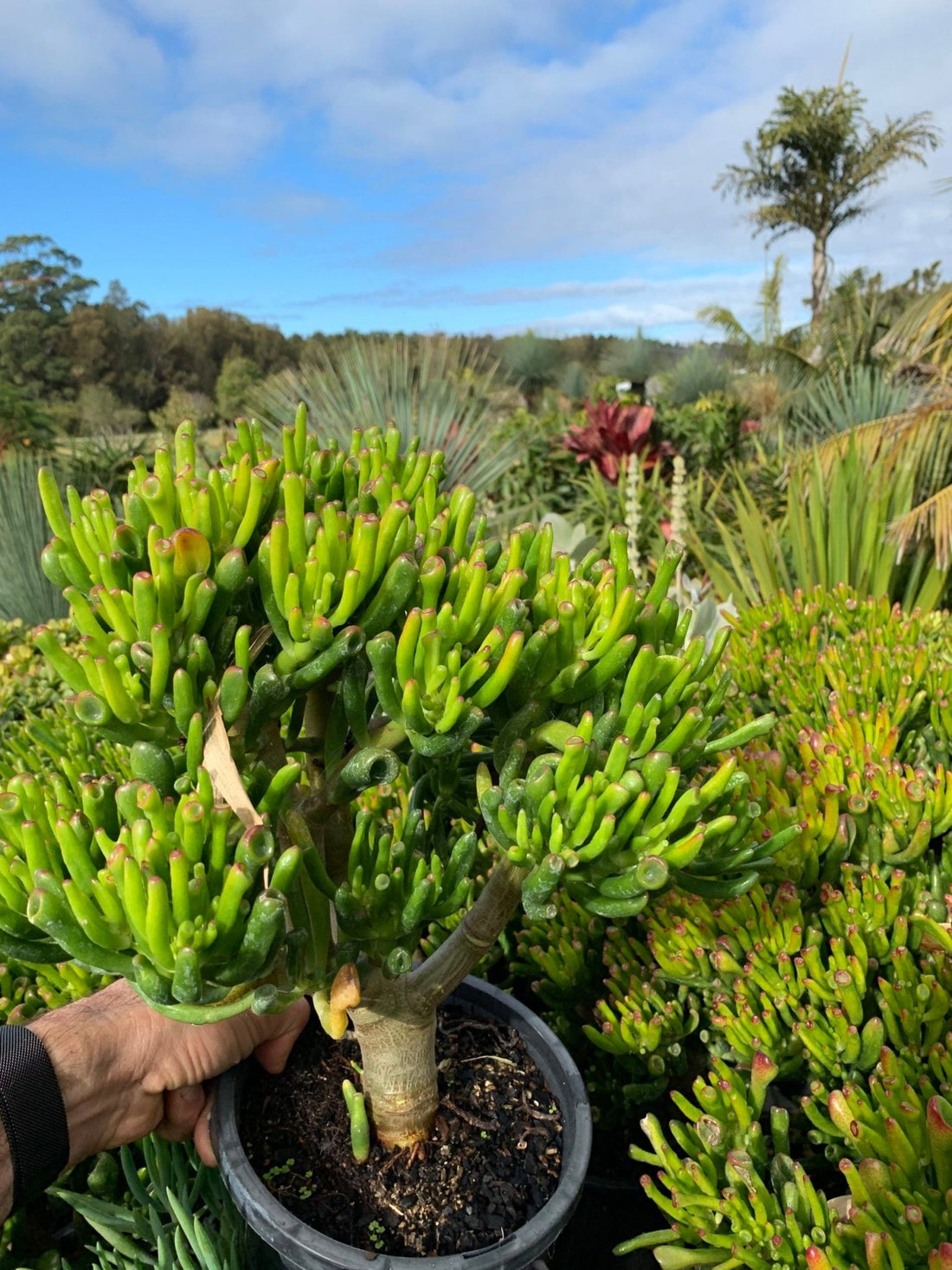 Crassula (Crassula Gollum) - Ladybird Nursery