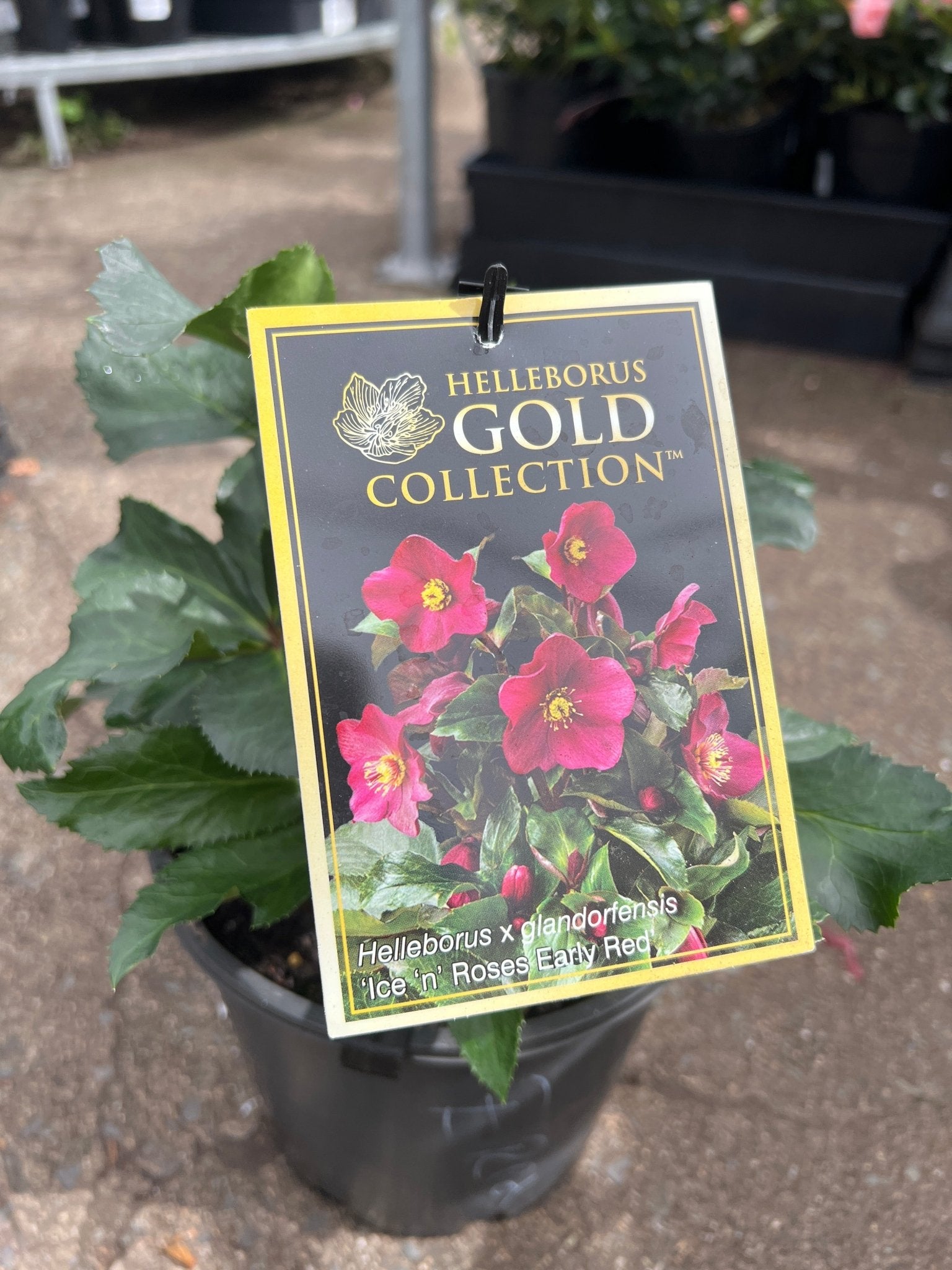 Helleborus Ice N Roses 'Early Red' - Ladybird Nursery