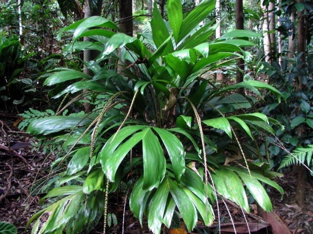 Walking Stick Palm (Linospadix monostachya)