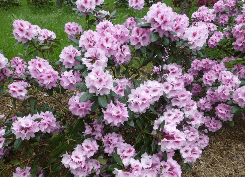 Rhododendron Admiral Piet Hein - Ladybird Nursery