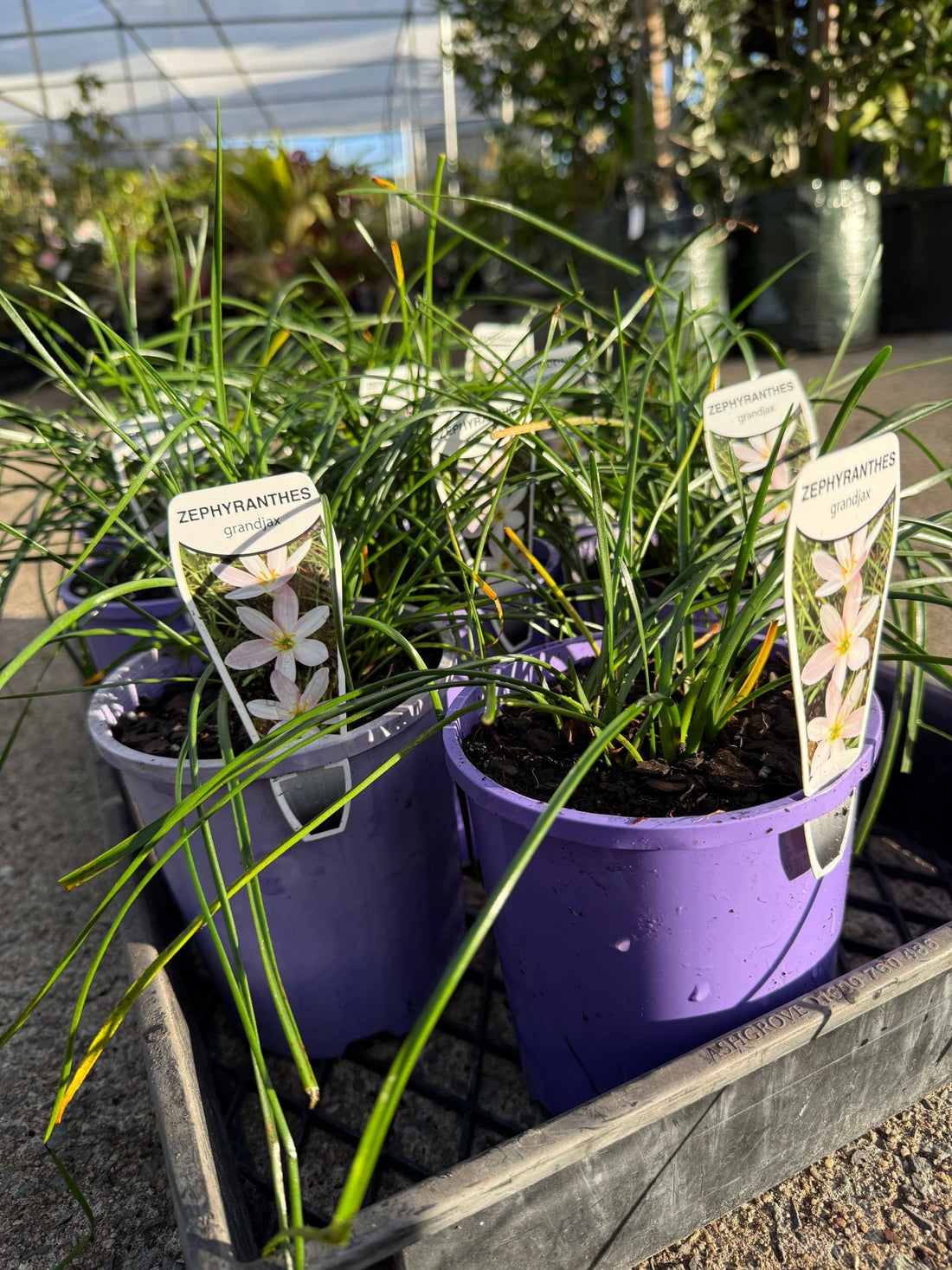 Rain Lily Grandjax (Zephyranthes) - Ladybird Nursery