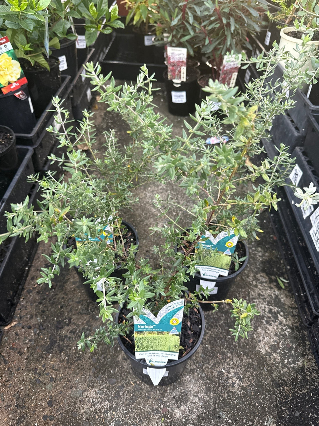 Coastal Rosemary 'NARINGA™' (Westringia hyb.) - Ladybird Nursery