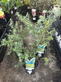 Coastal Rosemary 'NARINGA™' (Westringia hyb.) - Ladybird Nursery